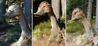 04 am weg zum arber - aus einer ansehnlichen laune der natur wurde in acht jahren eine lame duck - eine lahme ente